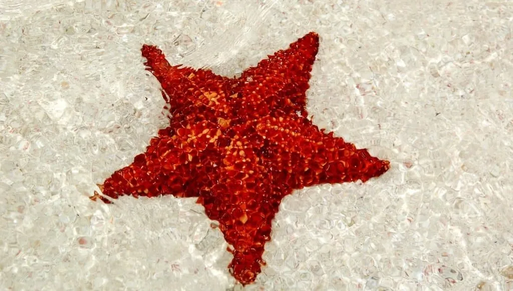 Isla Saona · foto 3