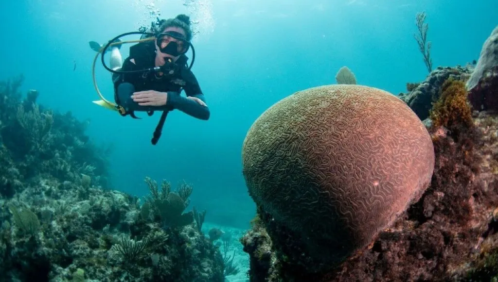 Arrecife y buceadores en Isla Catalina