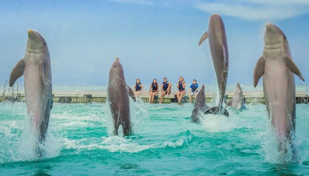 Dolphin Island · foto 3
