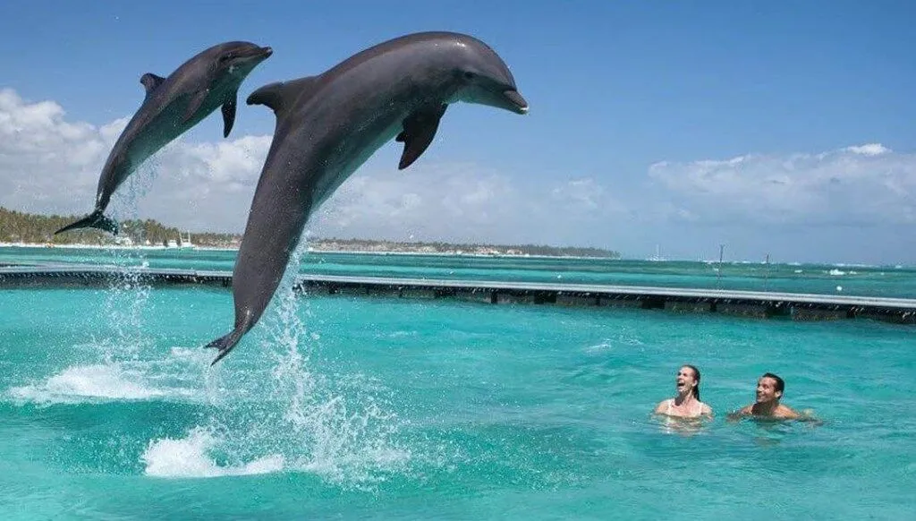 Dolphin Island · foto 4