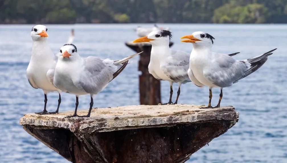 Los Haitises y Cayo Levantado · foto 6