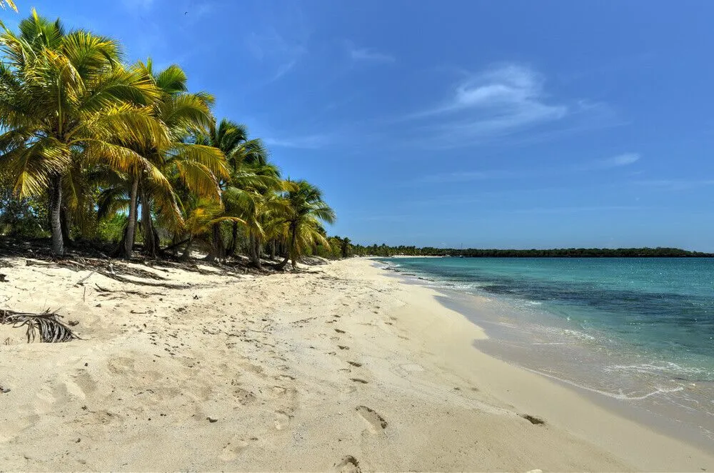 Playa y palmeras en Isla Catalina