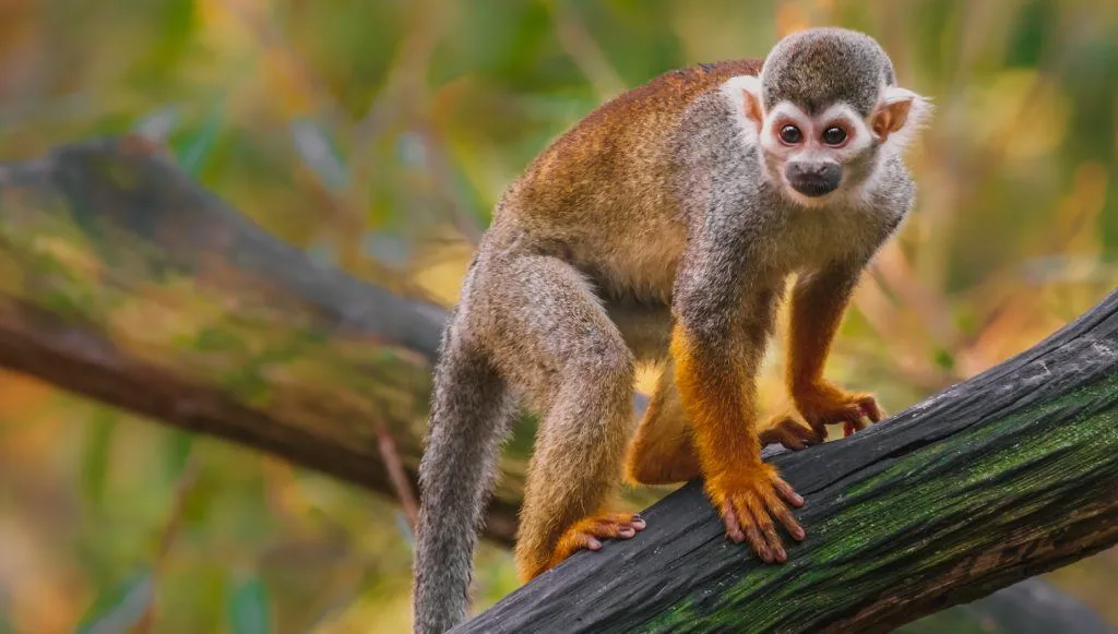 Monkeyland · foto 4