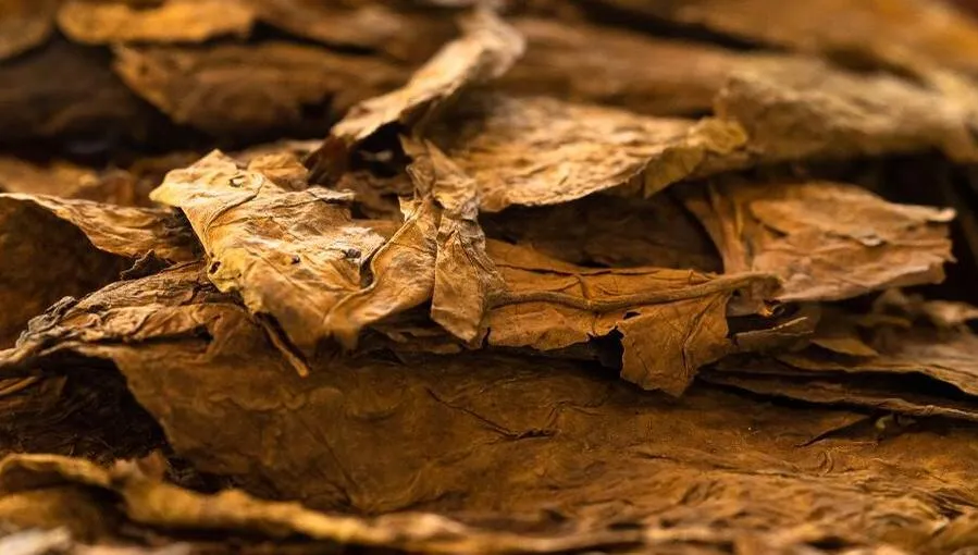 Proceso de elaboración del tabaco