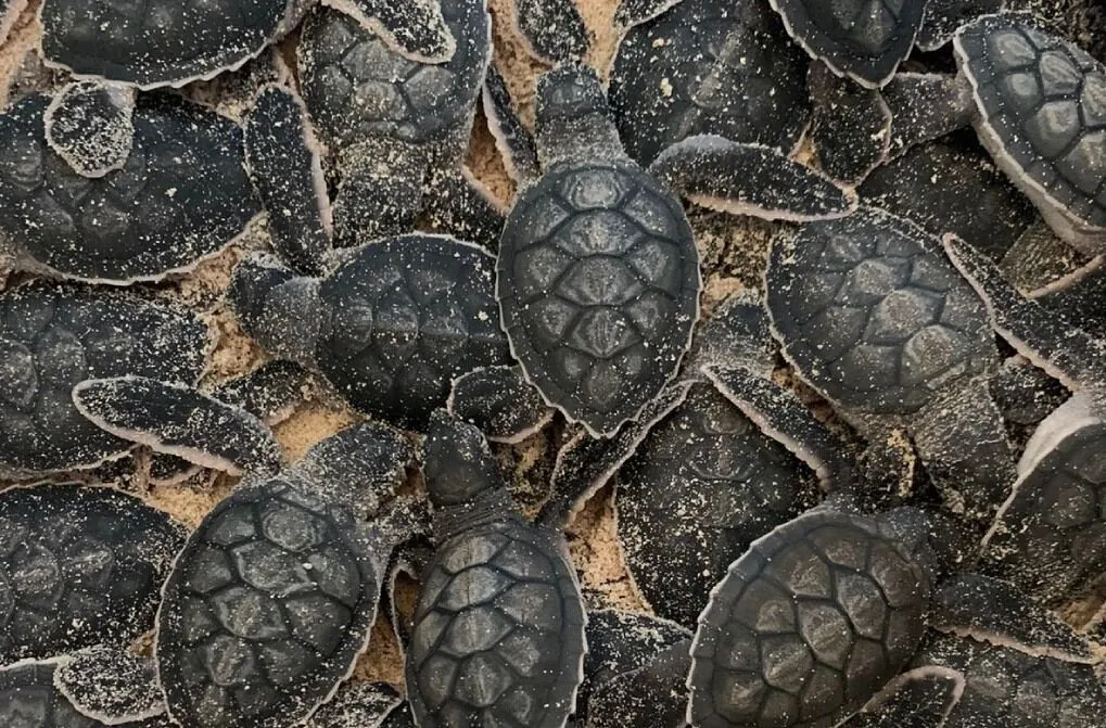 Crías de tortuga marina en el santuario de Isla Saona
