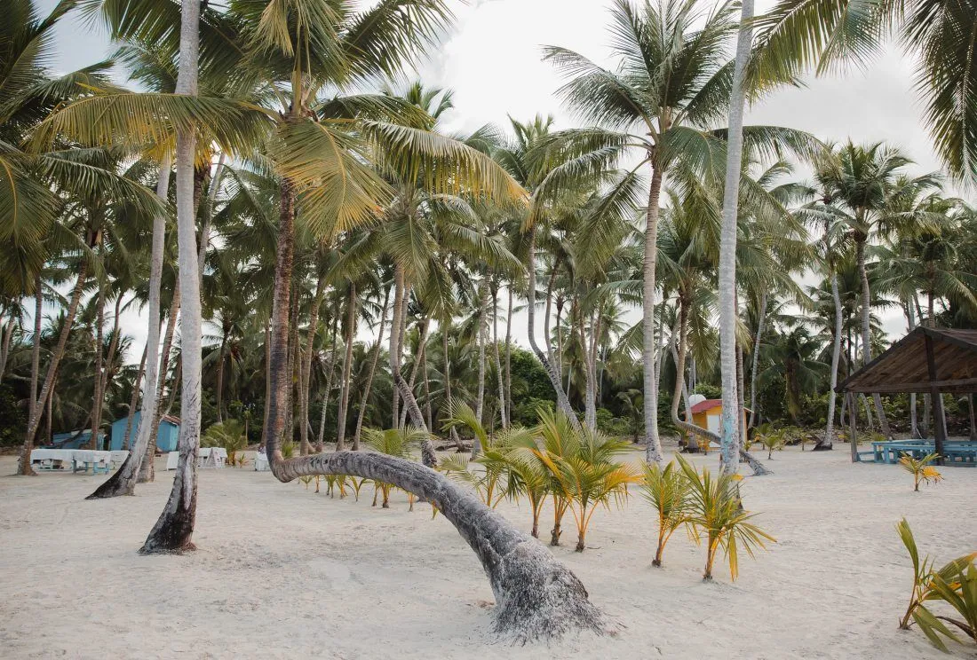 Palmeras junto a la playa en Isla Saona