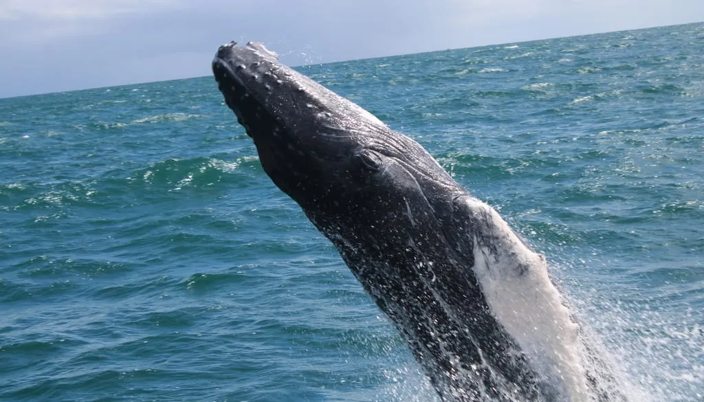Ballenas jorobadas y Cayo Levantado