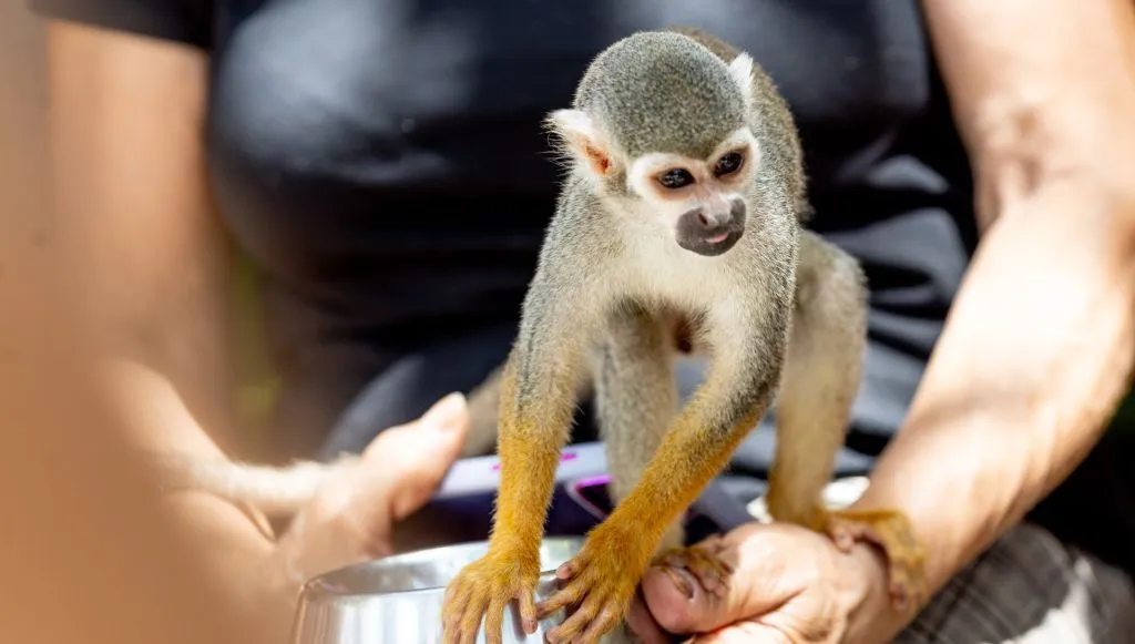 Monkeyland · foto 7