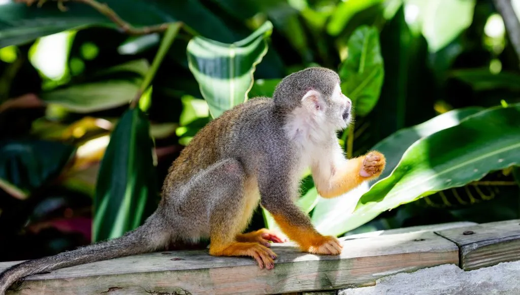 Monkeyland · foto 8