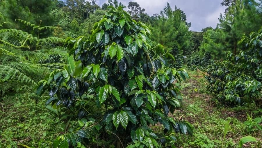 Cultivo de café