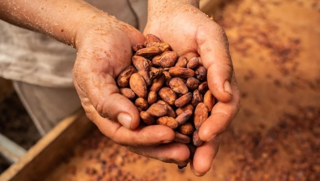 Granos de cacao en las manos