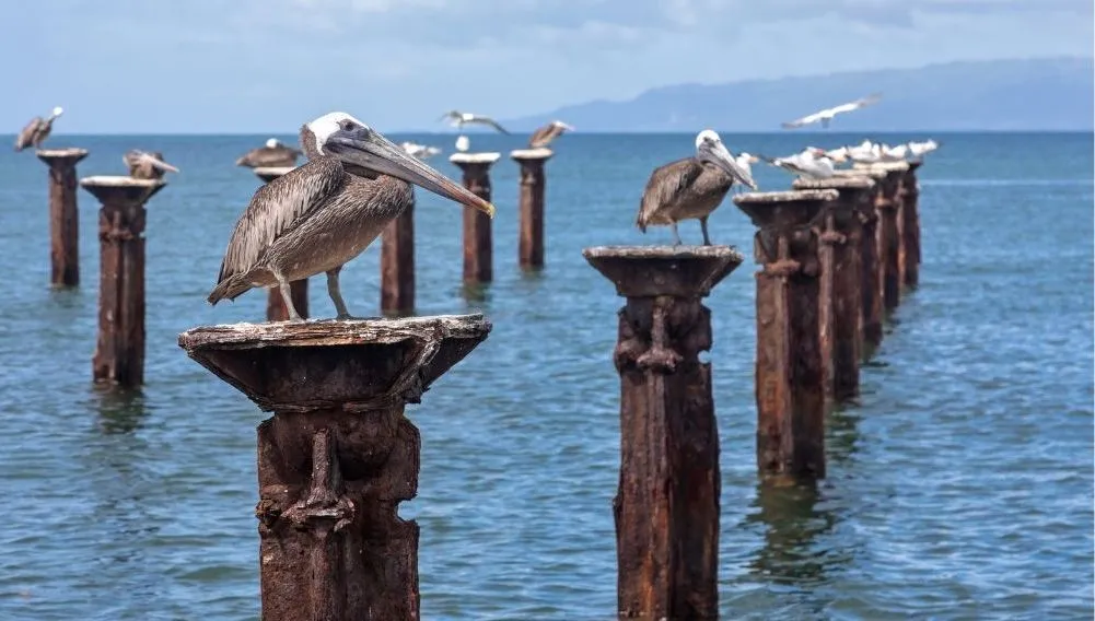 Los Haitises y Cayo Levantado · foto 7