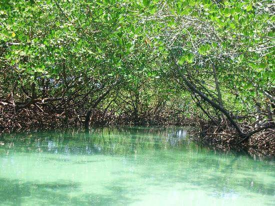 Manglares junto a aguas claras